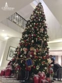 The Arbor Vitae Fir Tree (4ft to 20ft)