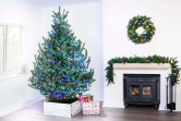 The Mountain Pine Tree (4ft to 8ft)